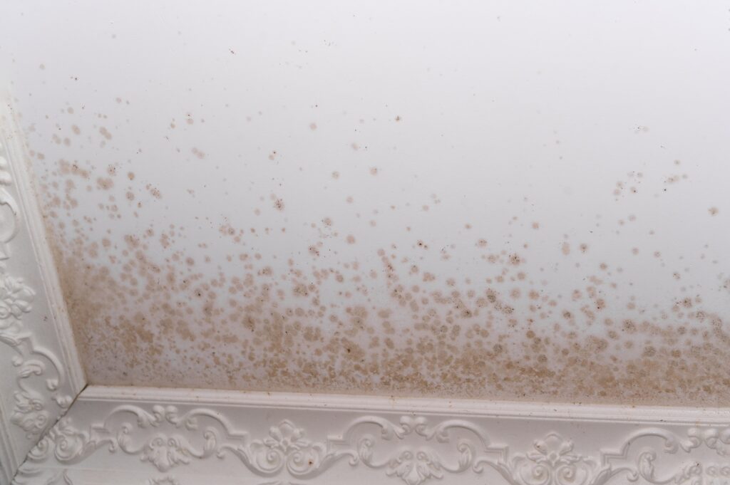 på grund af fugtigheden opstod der skimmelsvamp på loftet